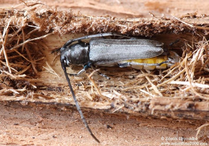 kozlíček kovolesklý, Opsilia coerulescens, Cerambycidae, Phytoecia (Brouci, Coleoptera)